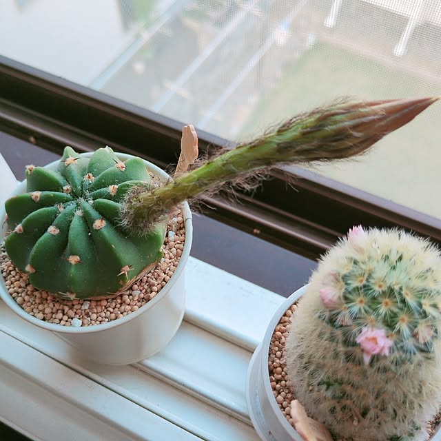 cocomintさんの実例写真