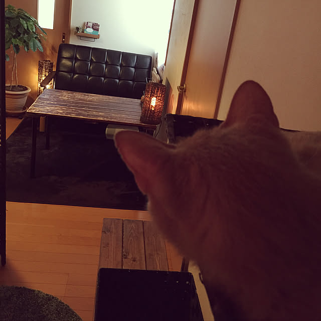 mikan161さんの実例写真