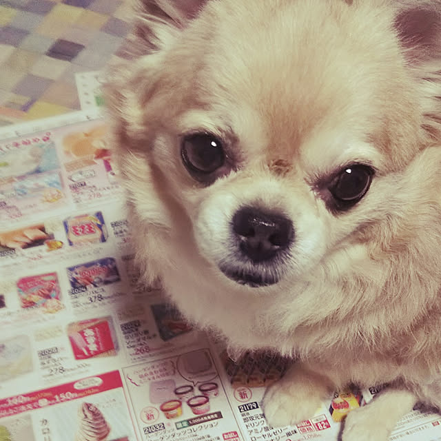 実例写真
