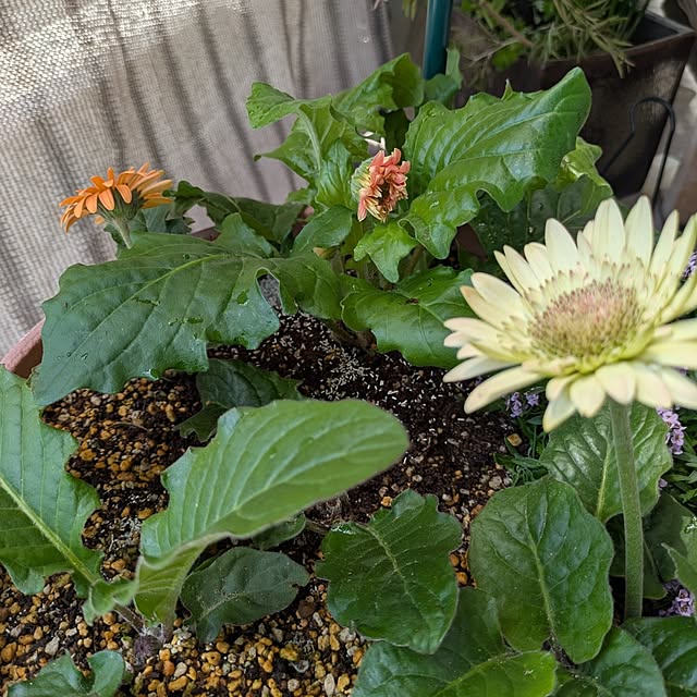 mi-saさんの部屋