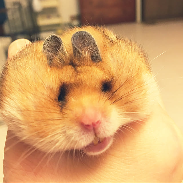 ohanaさんの部屋