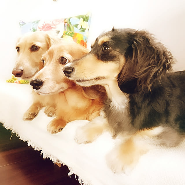 cocosorasakuさんの実例写真