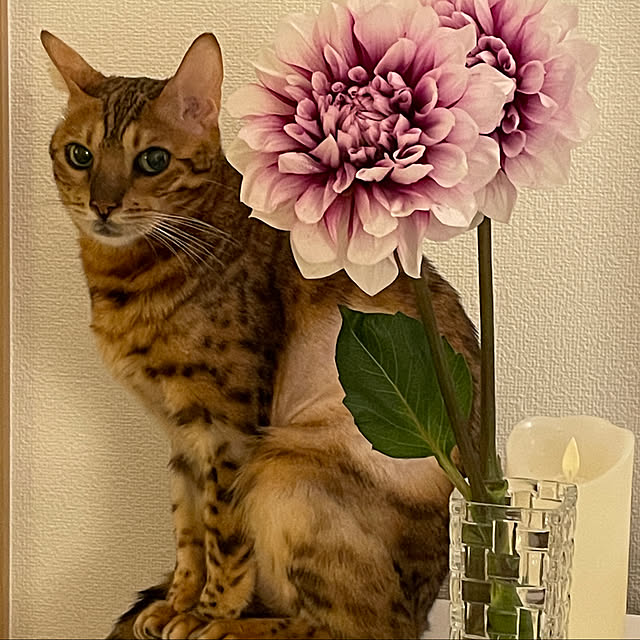 nene6さんの実例写真