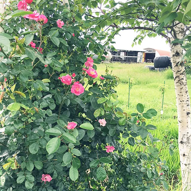 369farmさんの実例写真