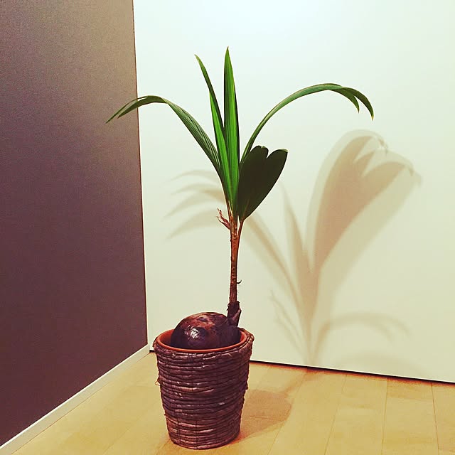 f1-cornさんの実例写真