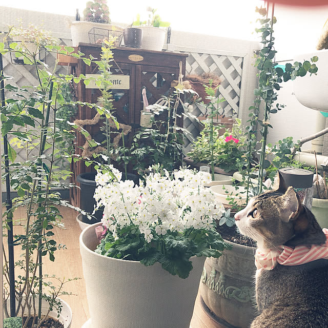nekomiさんの実例写真