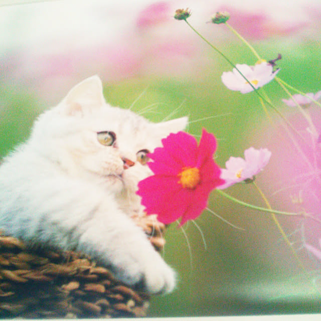 Tomopさんの実例写真