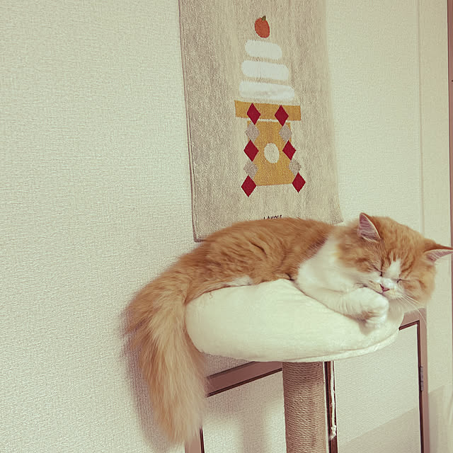 junさんの実例写真
