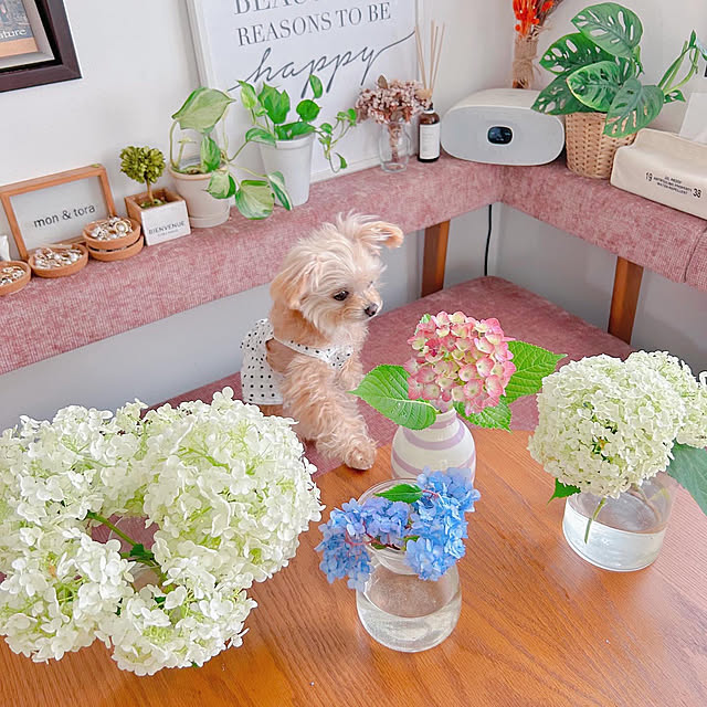 植物のある暮らし/Ig→risa6100/おうち時間/季節を楽しむ暮らし/季節を感じる暮らし...などのインテリア実例 - 2023-06-08 20:59:13