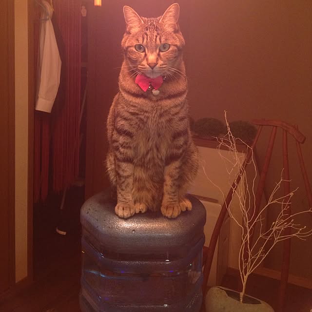 shinさんの実例写真