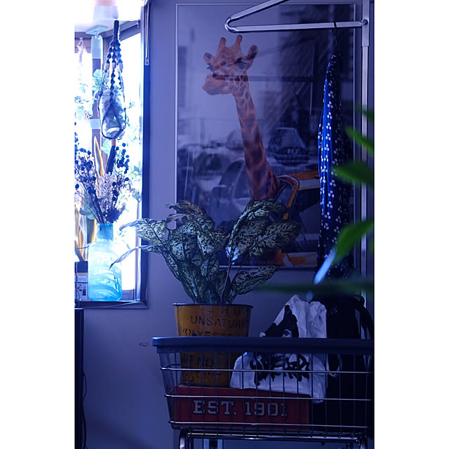 my_heya_is_goodさんの実例写真