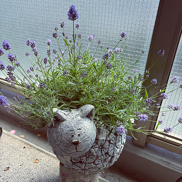 tsuyoppeさんの部屋
