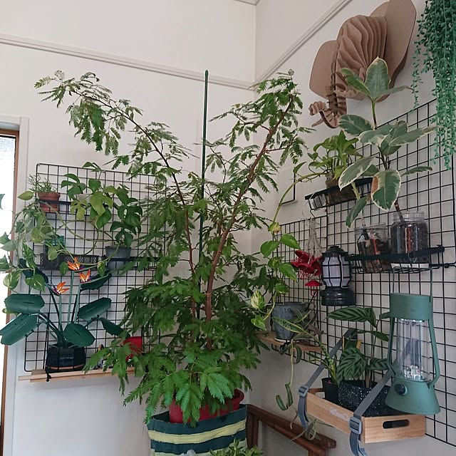 urchinさんの部屋