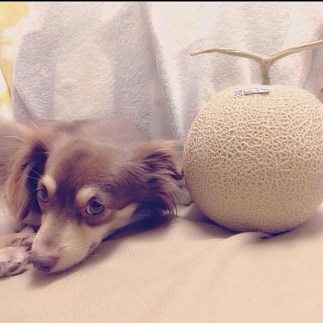 rikakoさんの実例写真