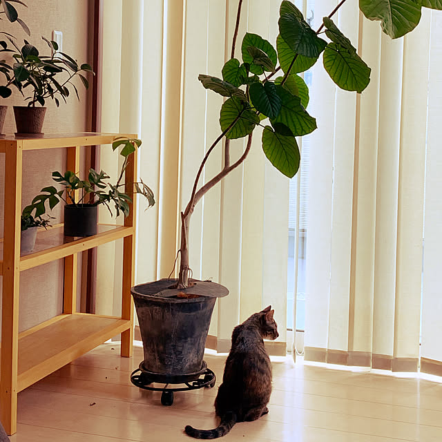 queさんの実例写真
