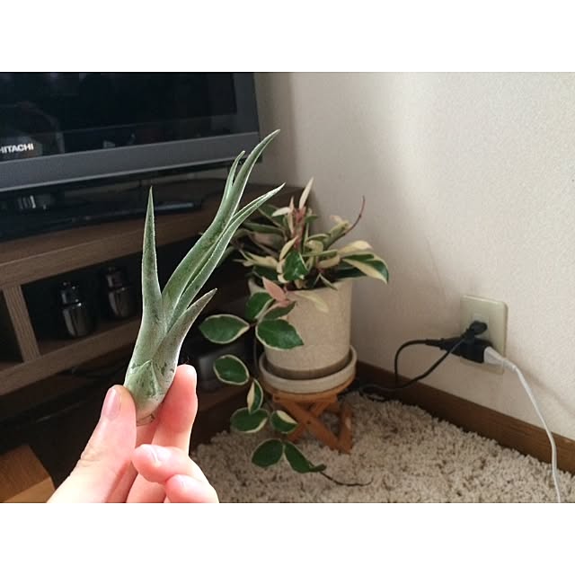 L.さんの実例写真