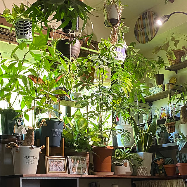 観葉植物/キンプリファンなのです/リビングのインテリア実例 - 2023-05-25 01:34:04