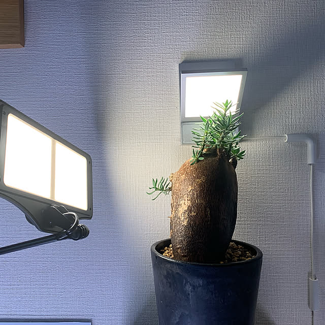 壁/天井のインテリア実例 - 2020-01-24 07:10:11