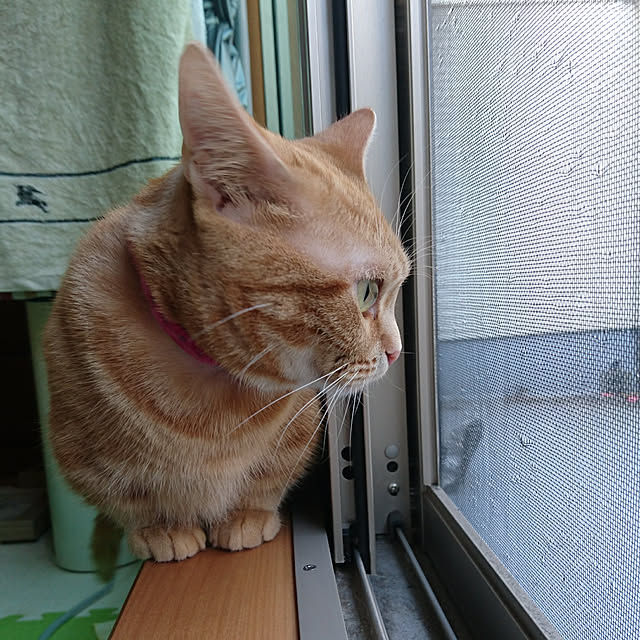 shinobuさんの実例写真