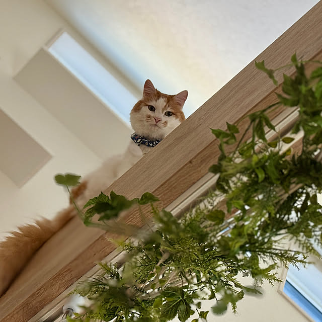 yutaさんの実例写真