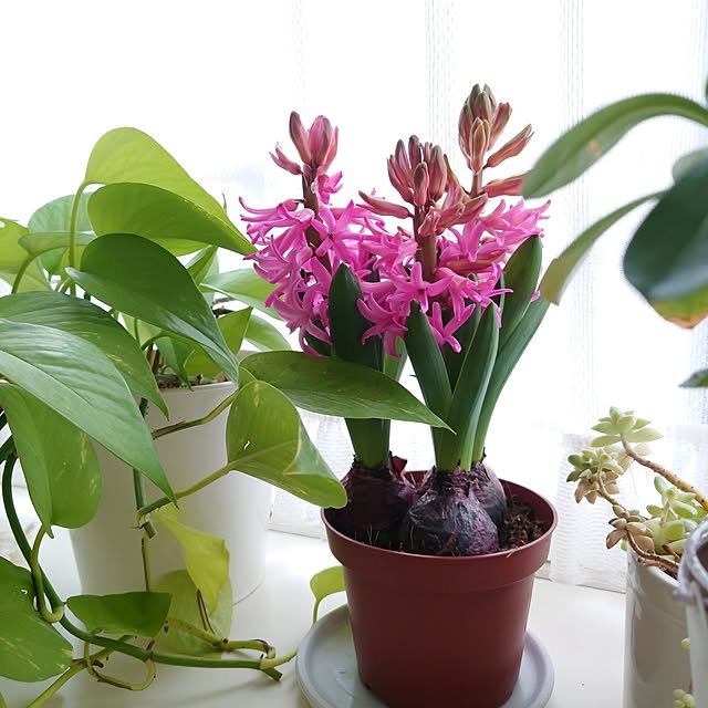 fleur-mamanさんの部屋