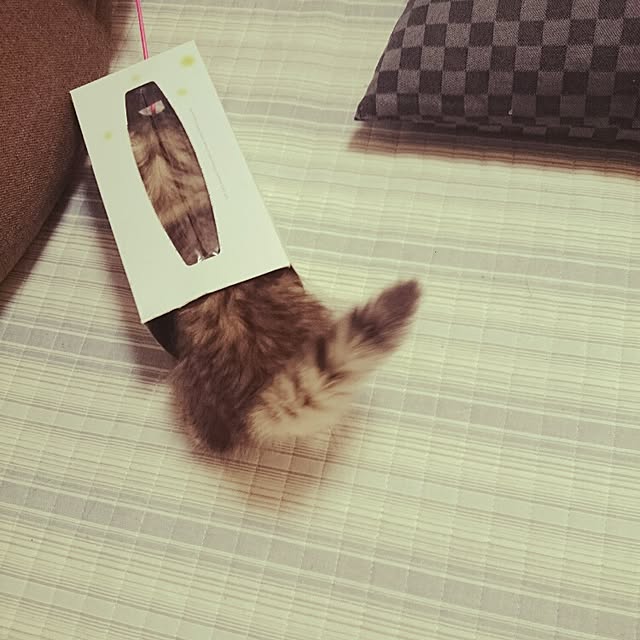 hanaさんの実例写真