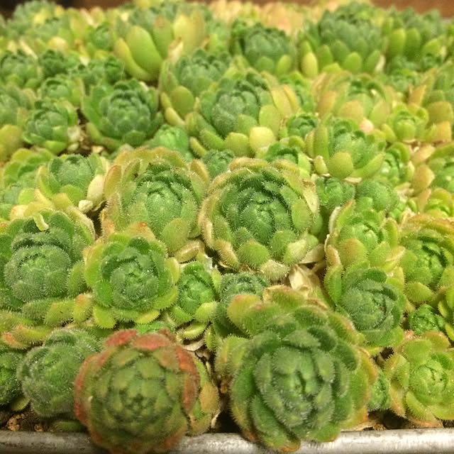 potekoさんの実例写真