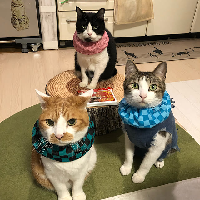 mikenekoさんの実例写真