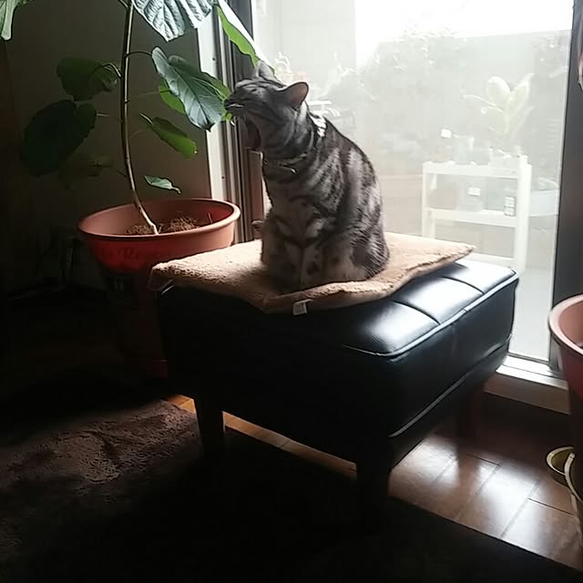 yumi0714さんの実例写真
