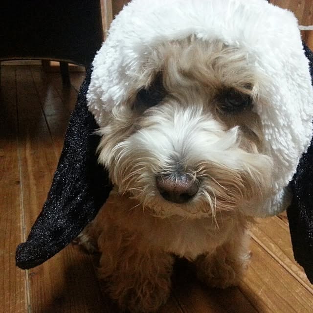 makaronさんの実例写真