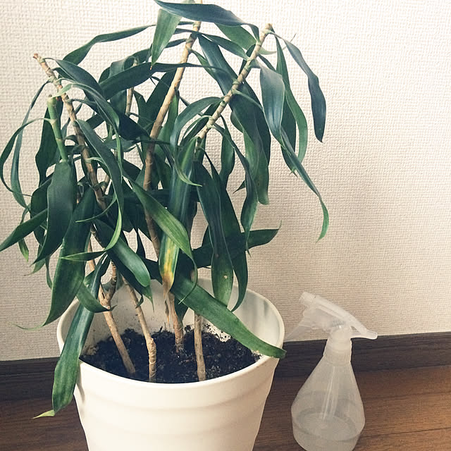 yuukiさんの実例写真