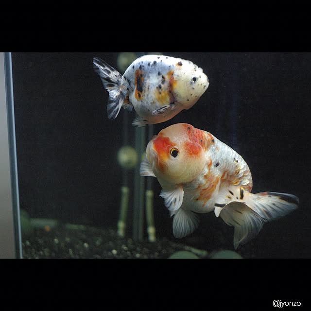 jyonさんの実例写真