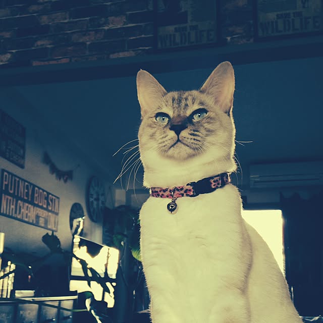 Naoki.さんの実例写真