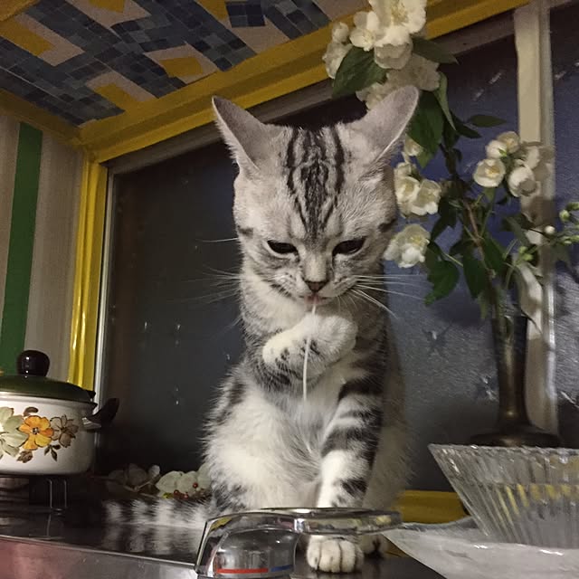 tanutanさんの実例写真