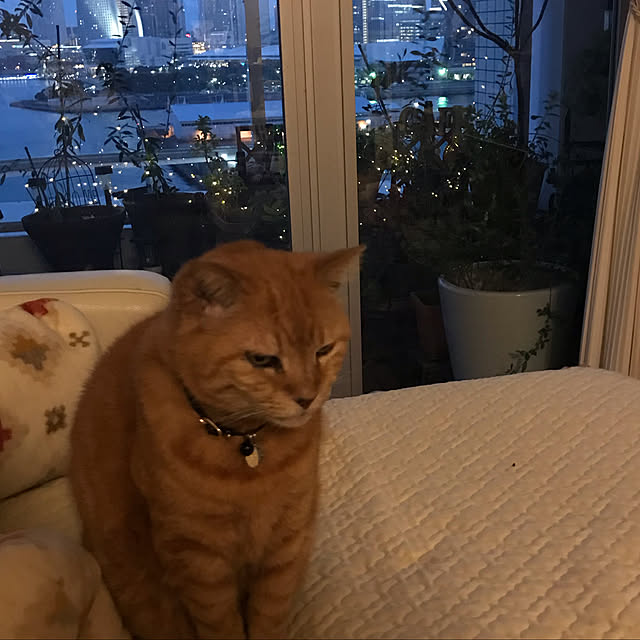 molpieさんの実例写真