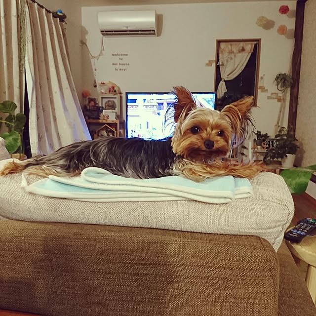 akiさんの実例写真