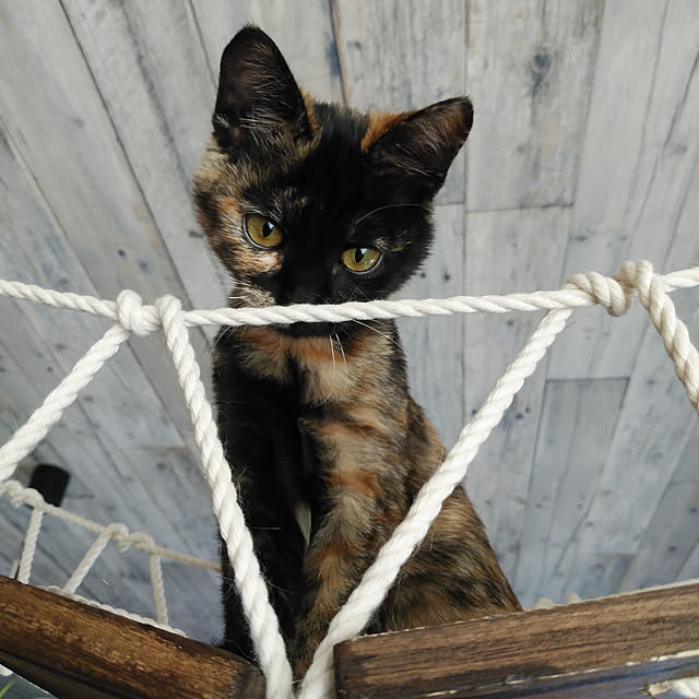 annさんの実例写真
