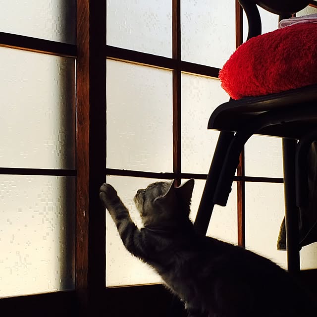 Mikan...necoさんの実例写真