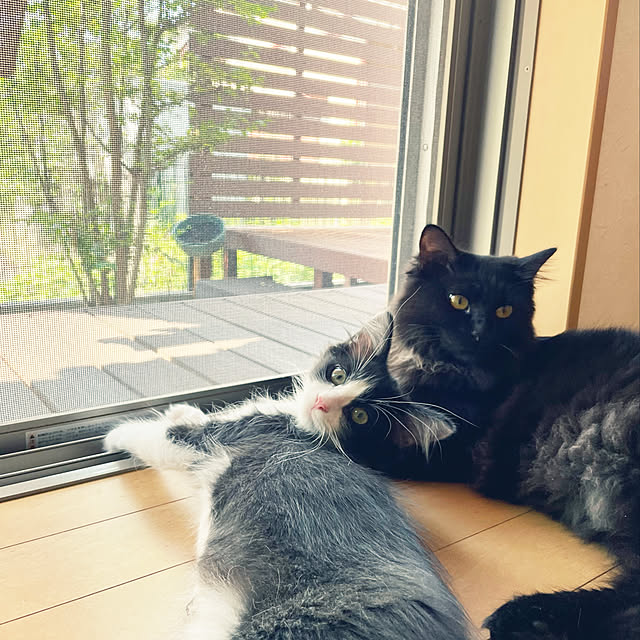 yu-さんの実例写真