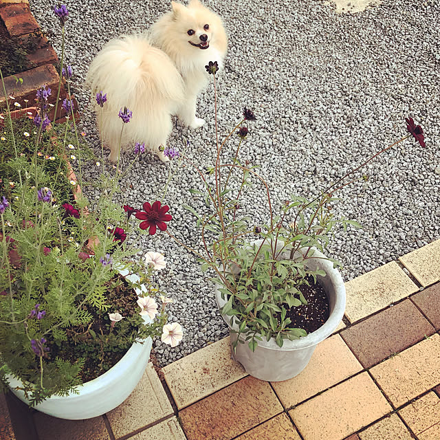 hoshimamaさんの実例写真