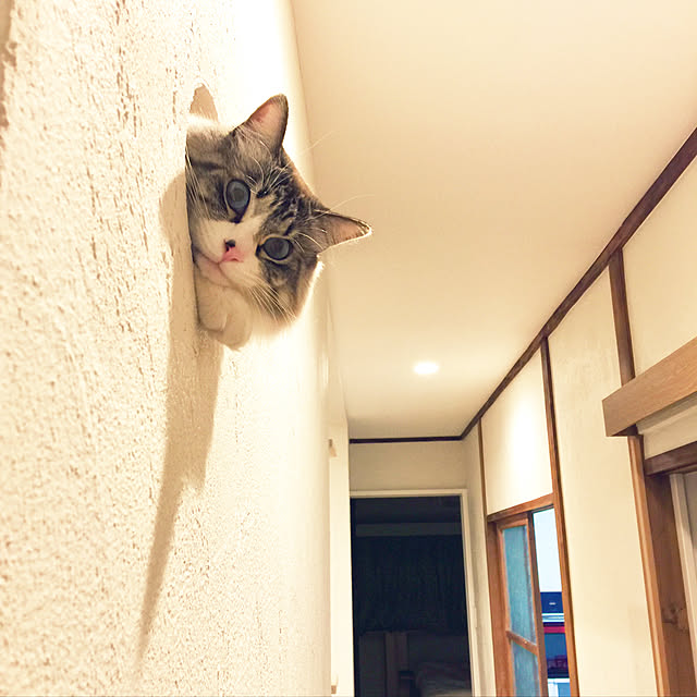 masyacanonさんの実例写真