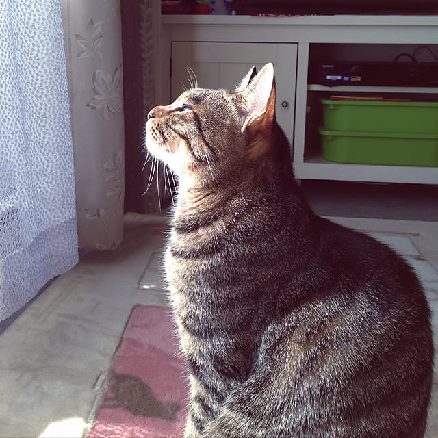 shigimiさんの実例写真