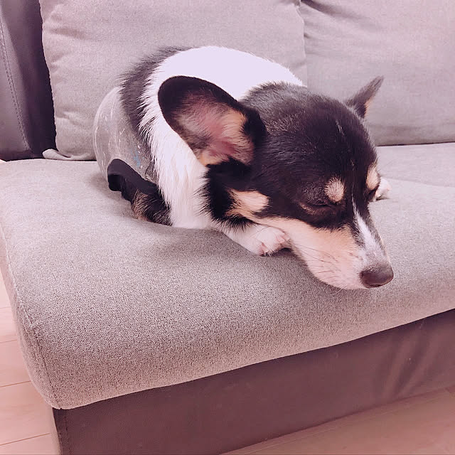Ruiさんの実例写真