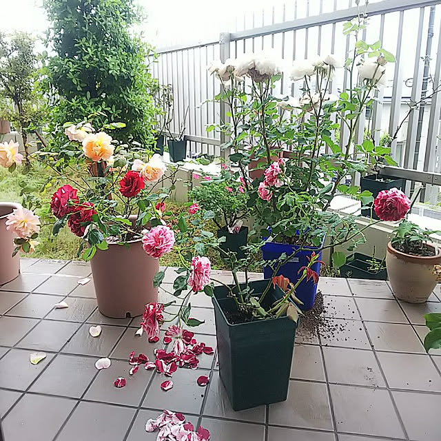hiromimiさんの実例写真