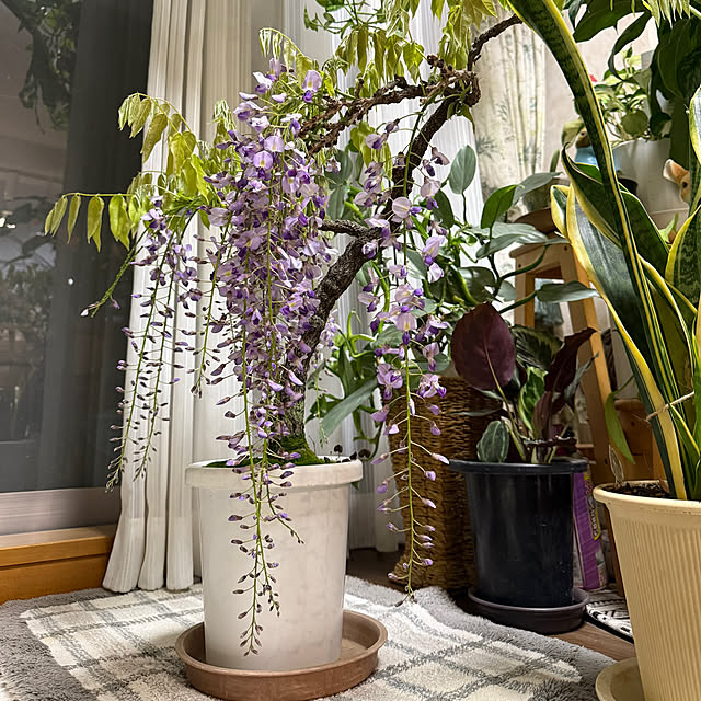 Aqettyさんの実例写真