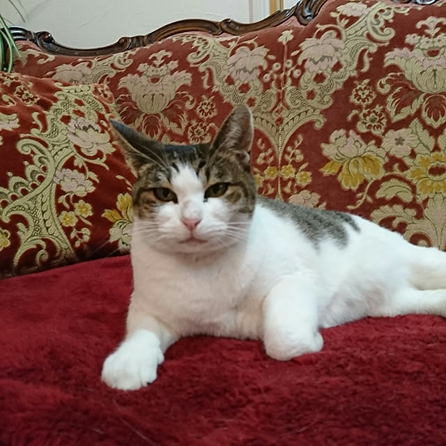 machikomamaさんの実例写真