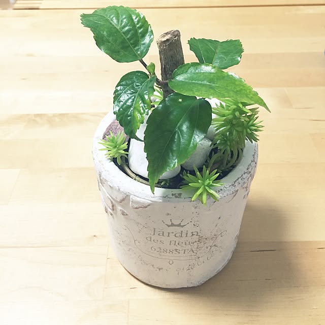 棚/観葉植物のインテリア実例 - 2016-05-09 21:52:55