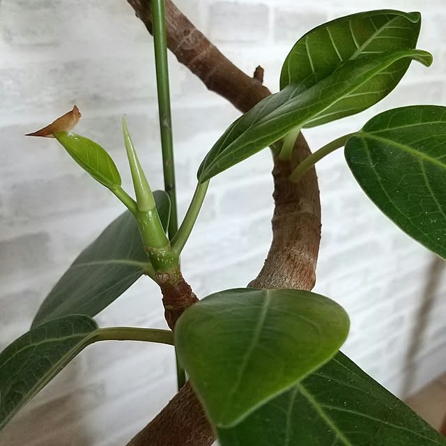 meiさんの部屋