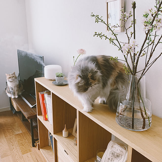 kosumiさんの実例写真