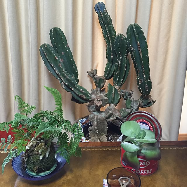 tsuyopipさんの実例写真